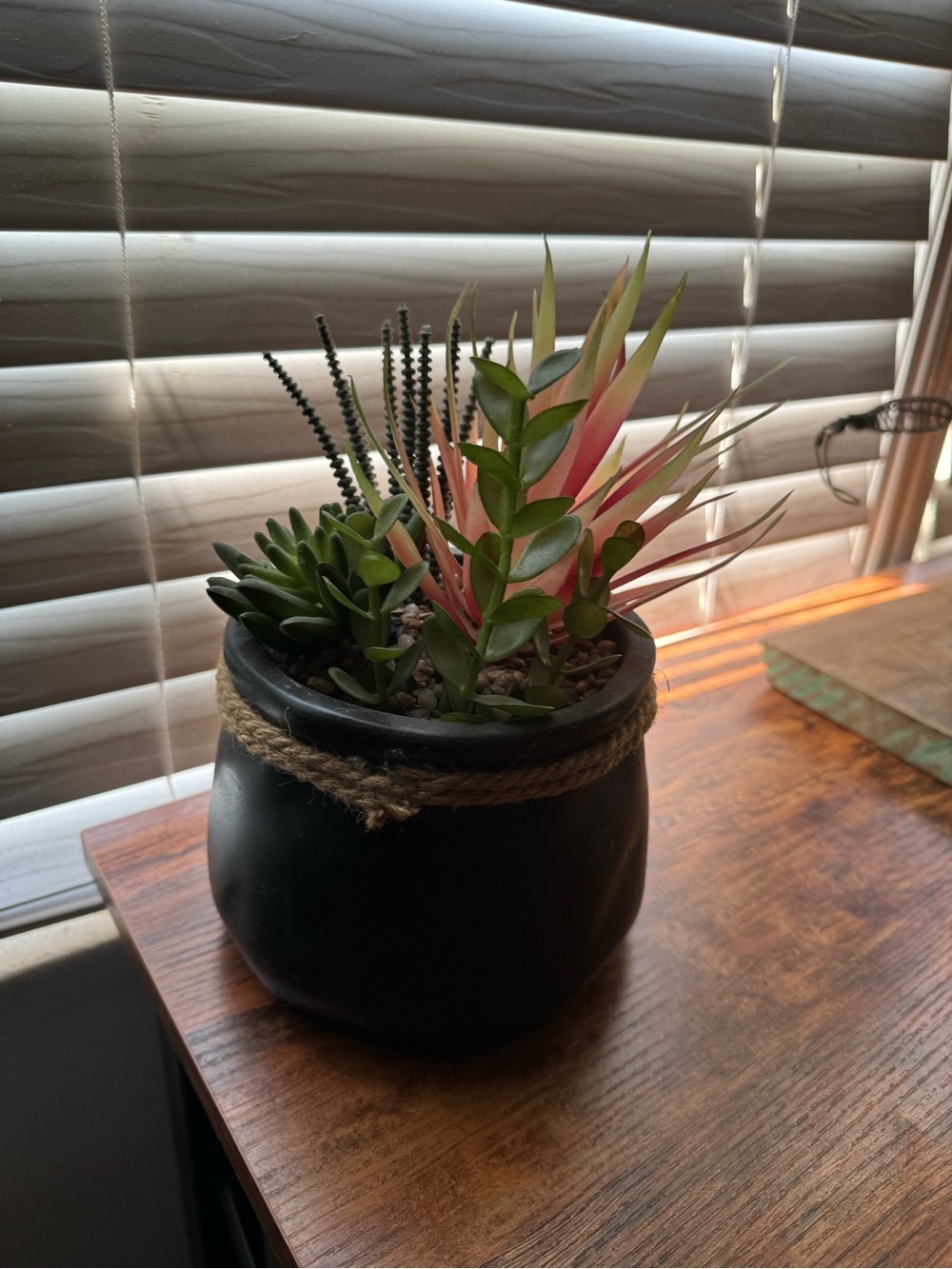 Artificial Succulent Arrangement in Black Rope-Trim Pot - Picture 4 of 6